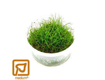Eleocharis pusilla Mini - 1-2-Grow!