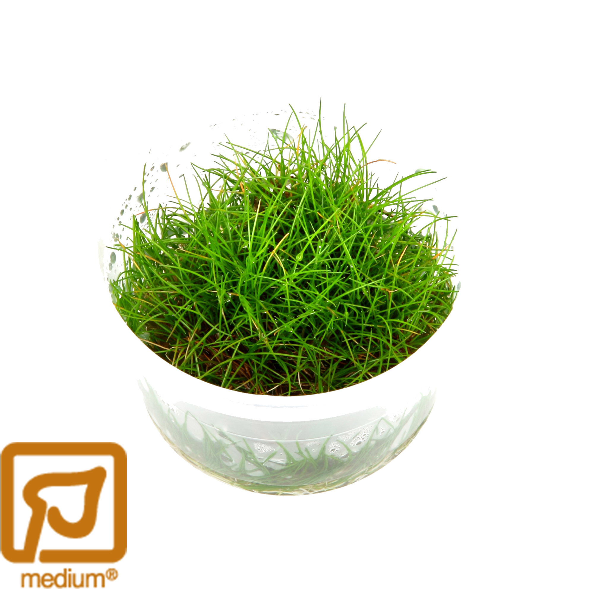 Eleocharis pusilla Mini - 1-2-Grow!