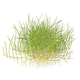 Eleocharis pusilla Mini - 1-2-Grow!