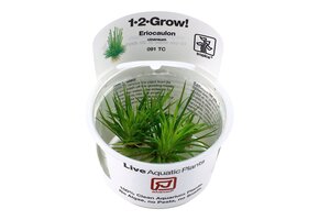 Eriocaulon cinereum - 1-2-GROW!