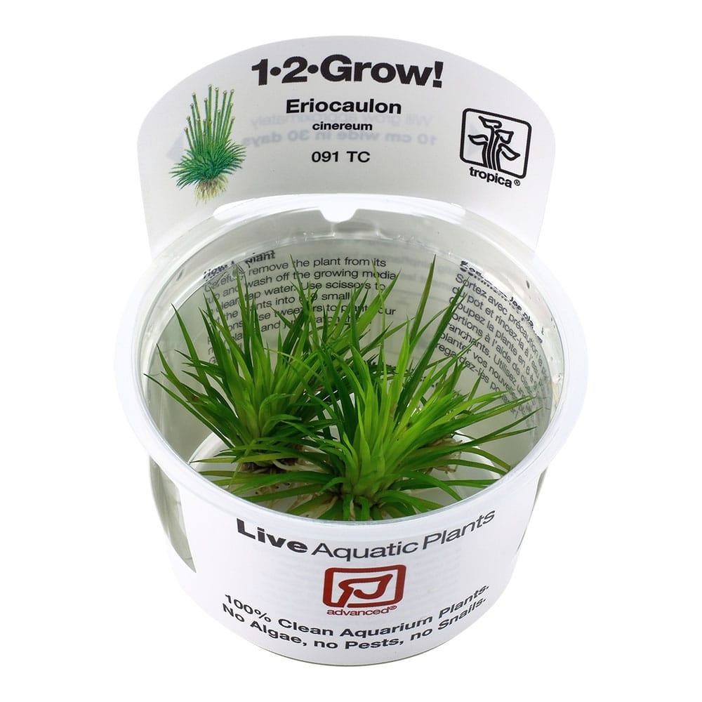 Eriocaulon cinereum - 1-2-GROW!