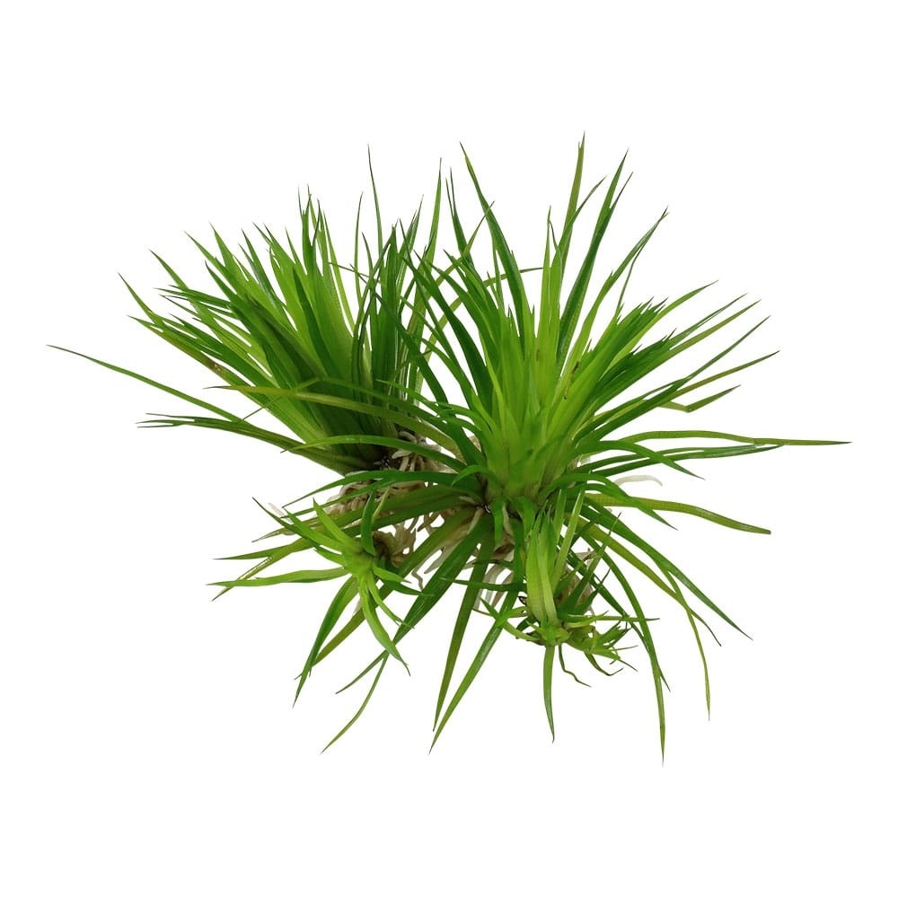 Eriocaulon cinereum - 1-2-GROW!