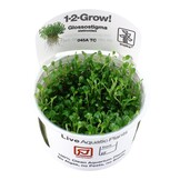 Glossostigma elatinoides - 1-2-GROW!