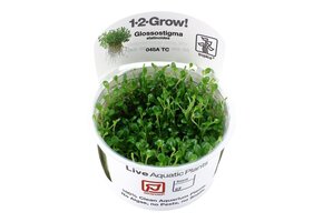 Glossostigma elatinoides - 1-2-GROW!