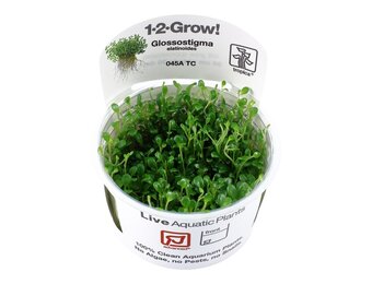 Glossostigma elatinoides - 1-2-GROW!