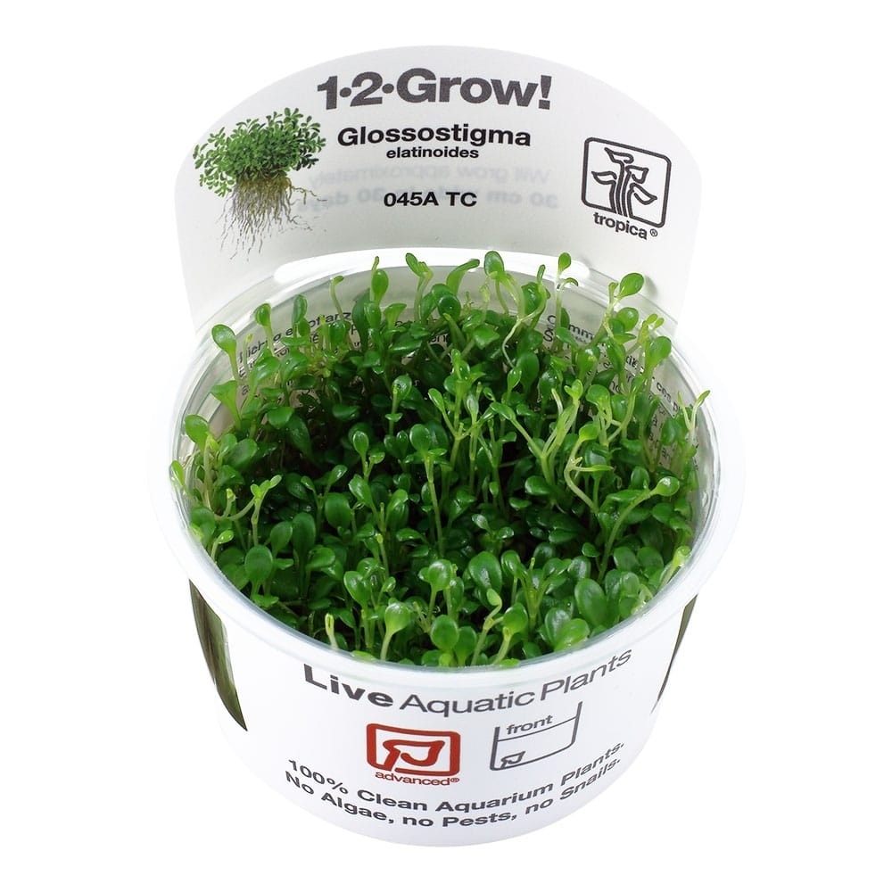 Glossostigma elatinoides - 1-2-GROW!