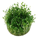 Glossostigma elatinoides - 1-2-GROW!