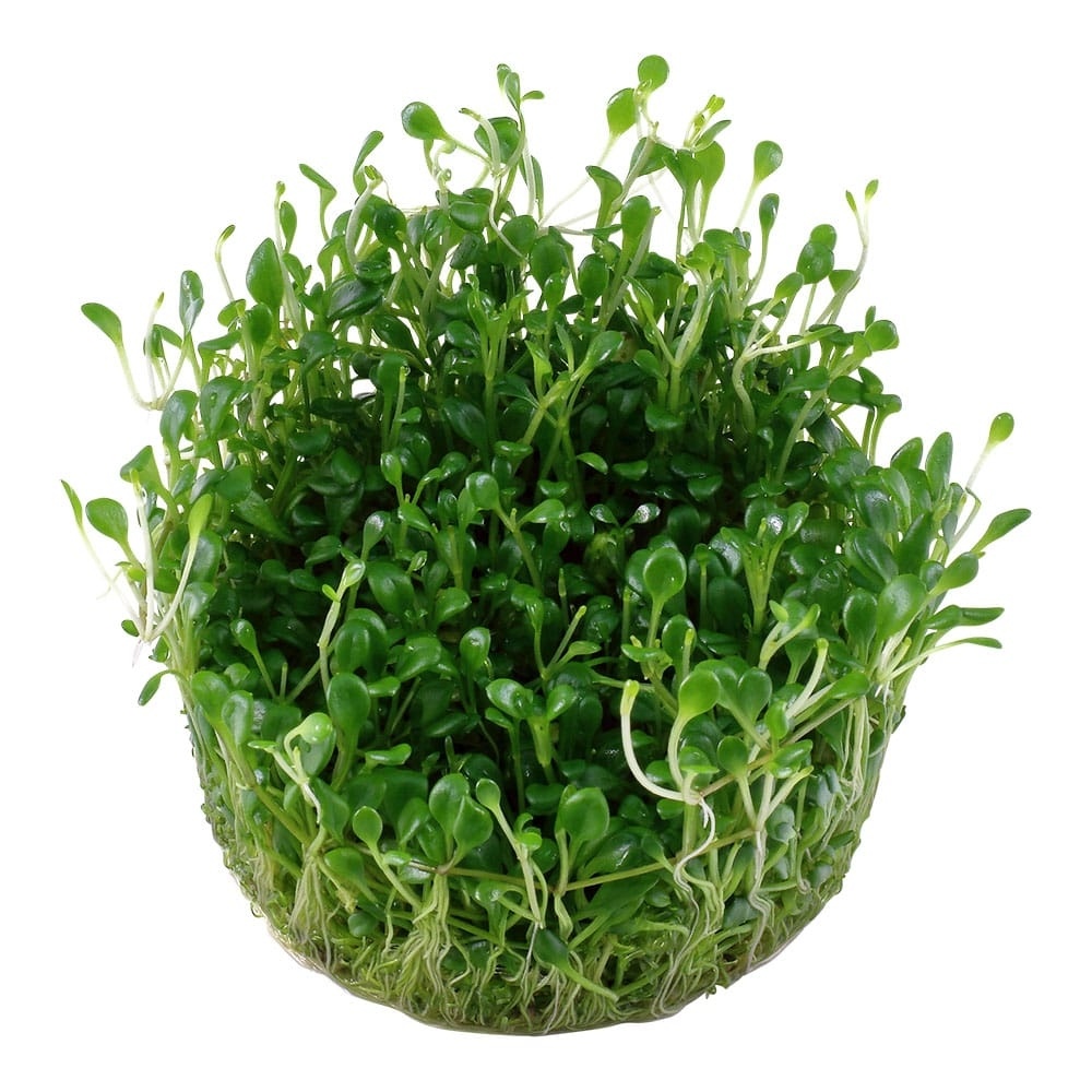 Glossostigma elatinoides - 1-2-GROW!