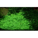 Glossostigma elatinoides - 1-2-GROW!
