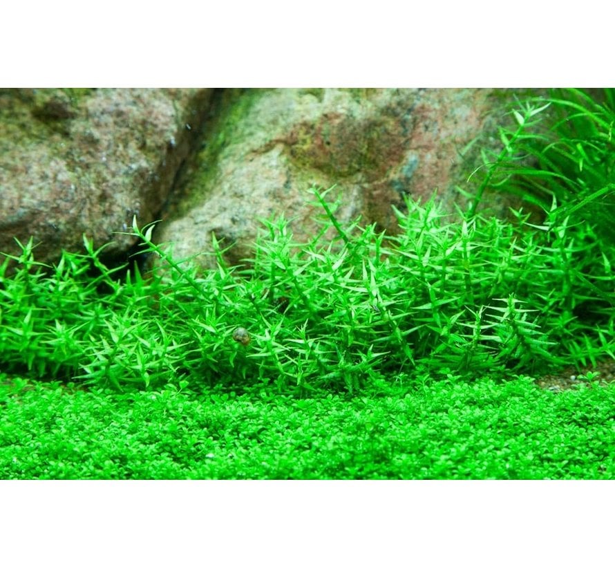 Gratiola viscidula - 1-2-GROW!