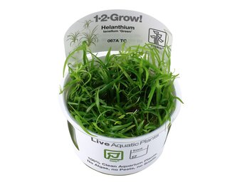 Helanthium tenellum Green - 1-2-GROW!