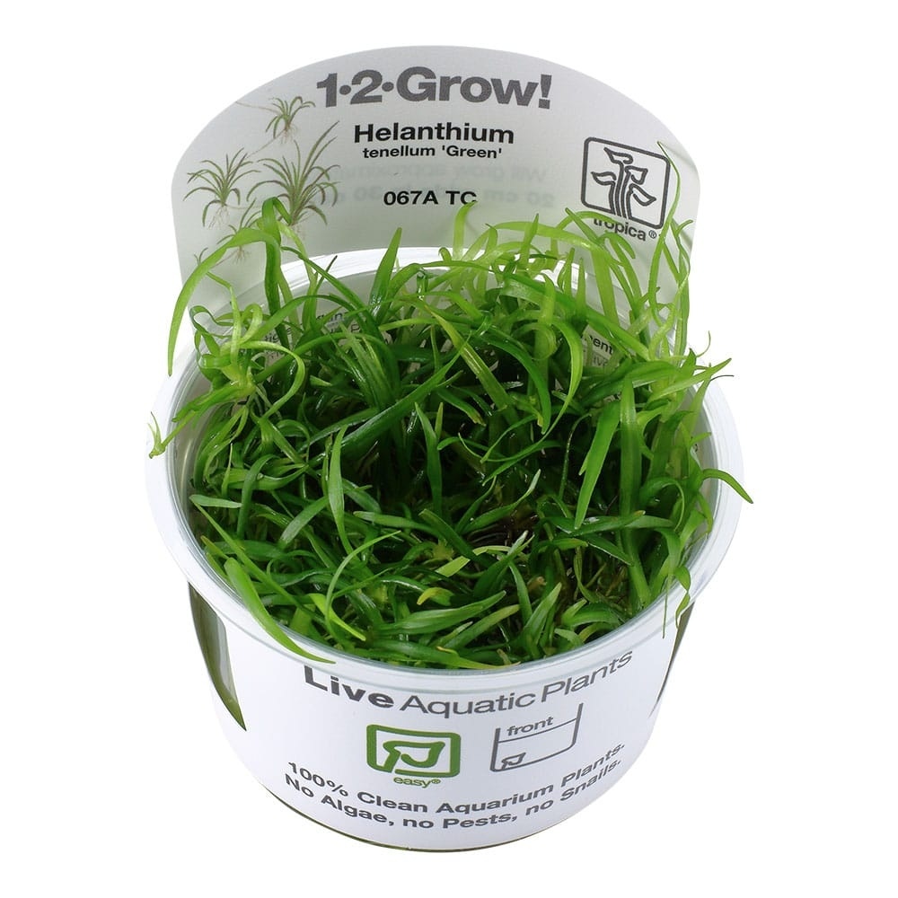 Helanthium tenellum Green - 1-2-GROW!