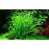 Helanthium tenellum Green - 1-2-GROW!
