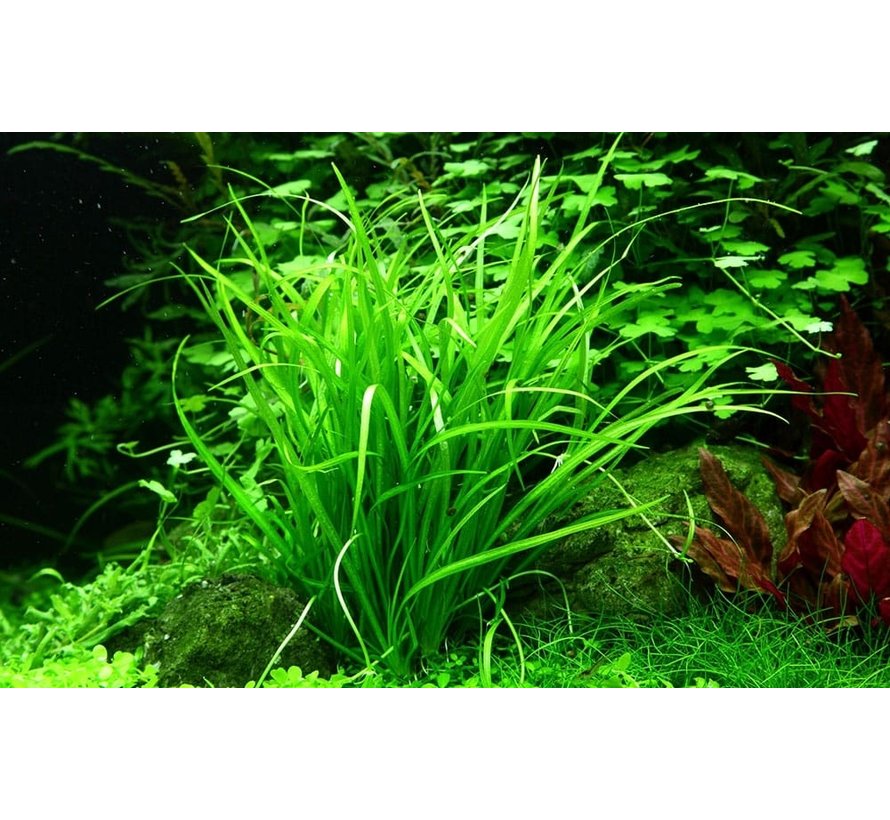 Helanthium tenellum Green - 1-2-GROW!