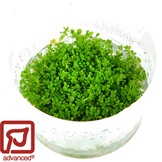 Hemianthus Cuba/ Micranthemum callitrichoides - 1-2-GROW!