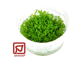 Hemianthus Cuba/ Micranthemum callitrichoides - 1-2-GROW!