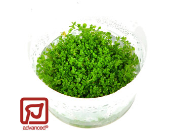 Hemianthus Cuba/ Micranthemum callitrichoides - 1-2-GROW!