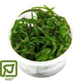 Heteranthera zosterifolia - 1-2-GROW!