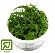 Tropica Heteranthera zosterifolia - 1-2-GROW!