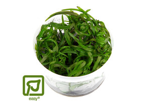 Heteranthera zosterifolia - 1-2-GROW!