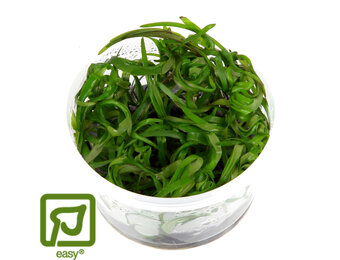 Heteranthera zosterifolia - 1-2-GROW!