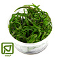 Heteranthera zosterifolia - 1-2-GROW!