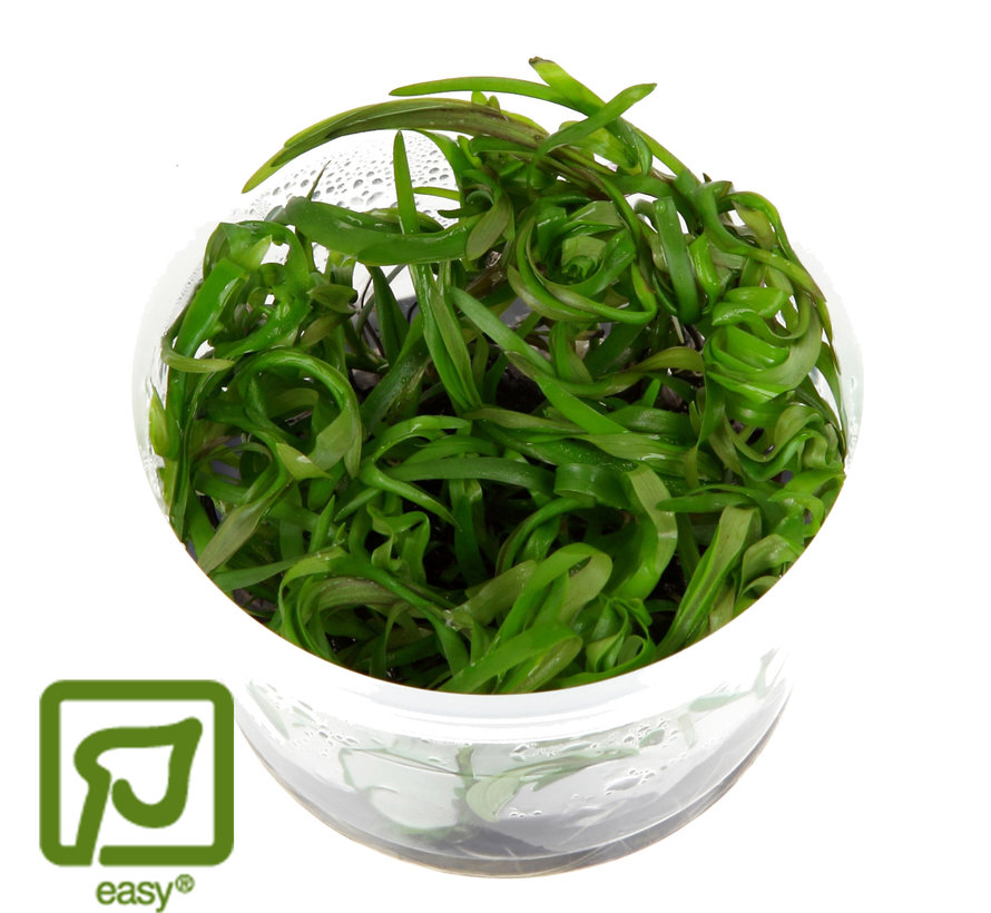 Heteranthera zosterifolia - 1-2-GROW!