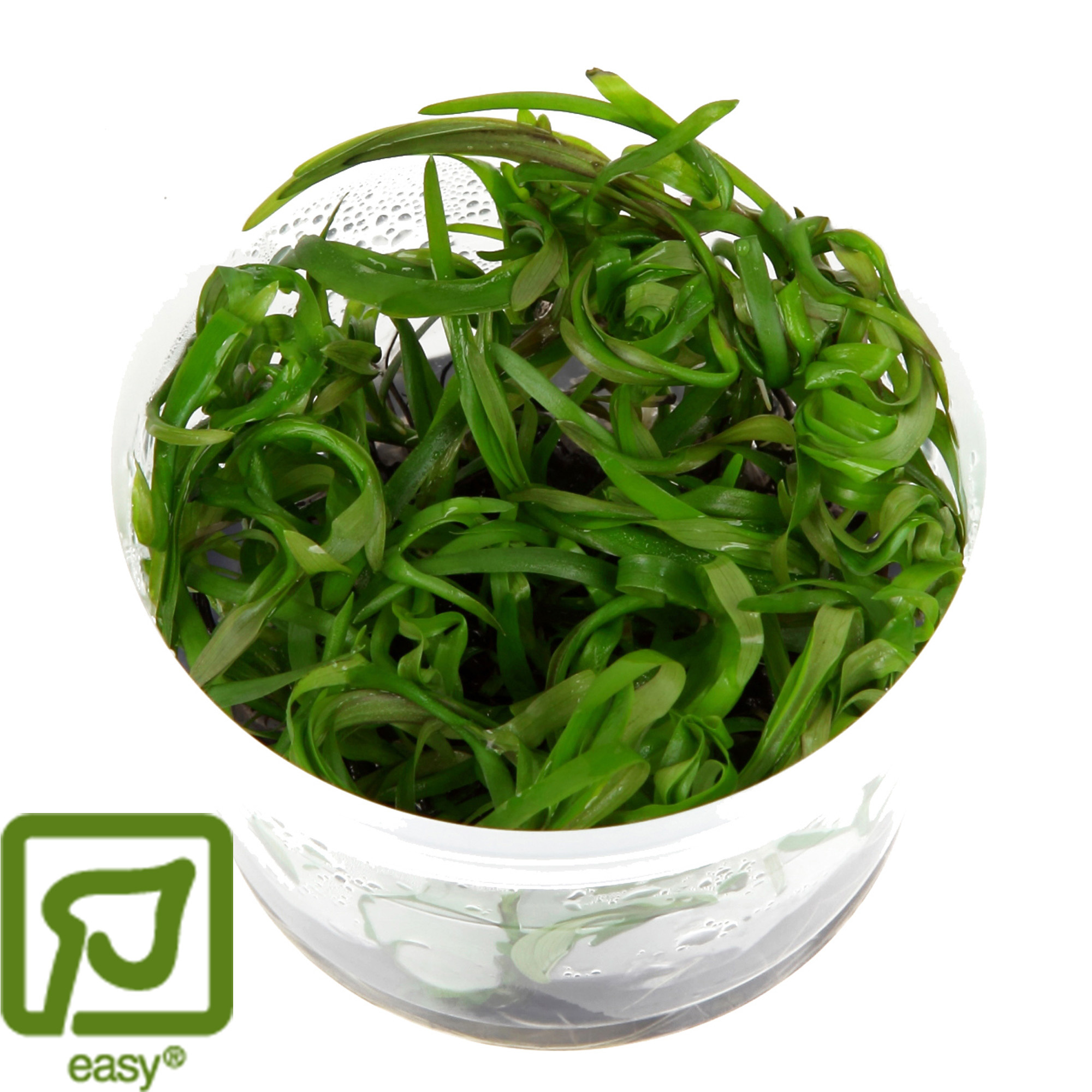 Heteranthera zosterifolia - 1-2-GROW!