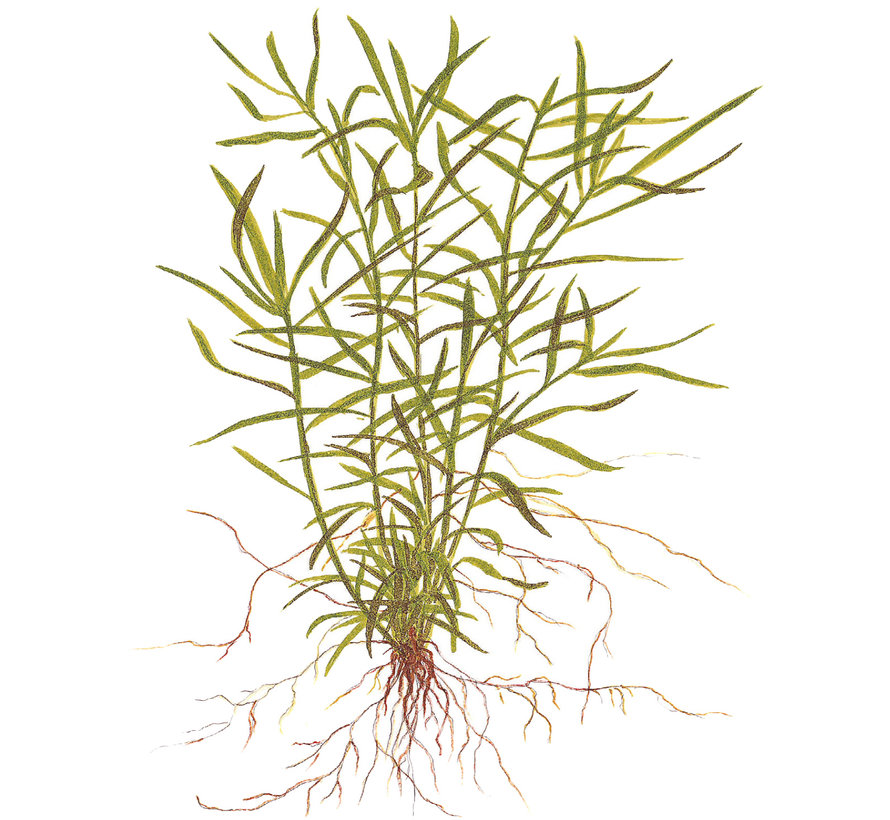 Heteranthera zosterifolia - 1-2-GROW!