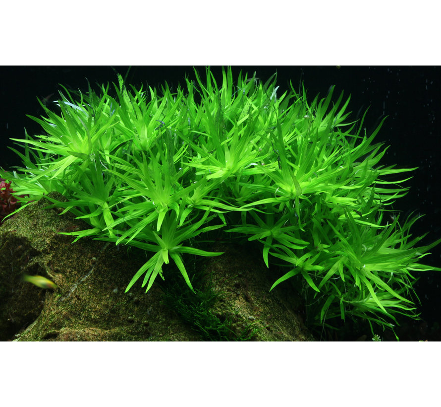 Heteranthera zosterifolia - 1-2-GROW!