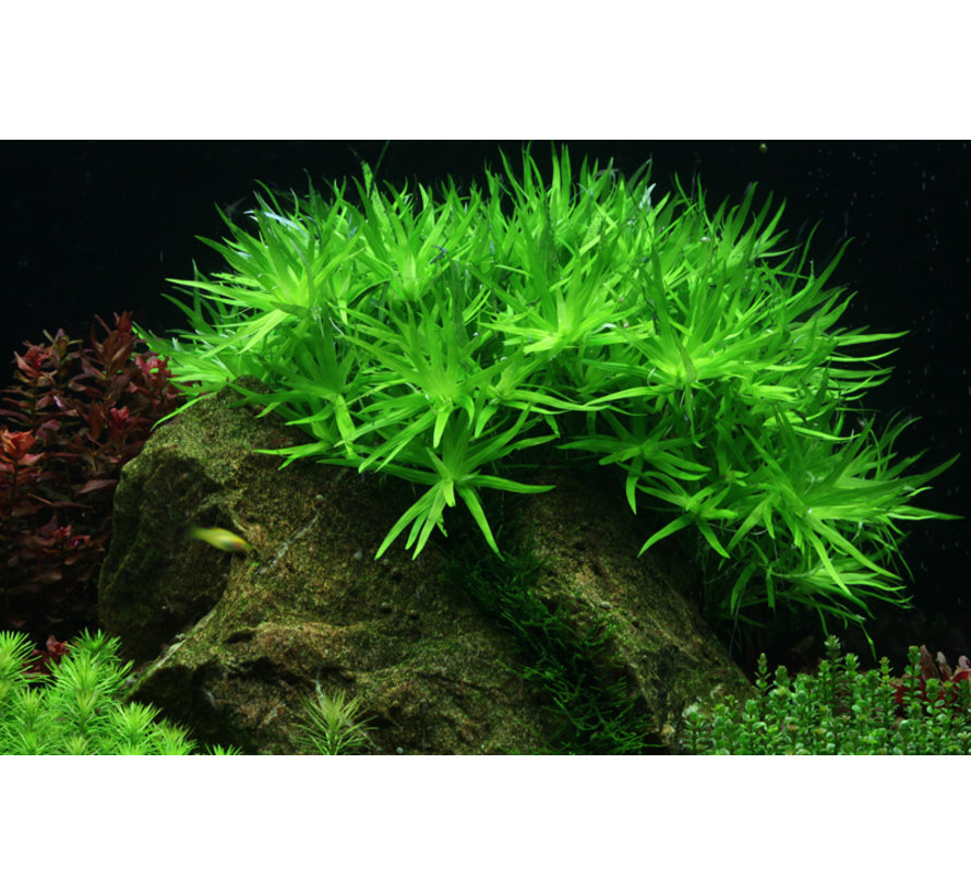 Heteranthera zosterifolia - 1-2-GROW!