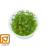 Hydrocotyle tripartita 1-2-Grow!