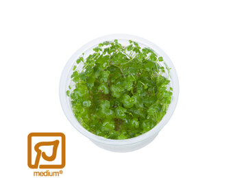 Hydrocotyle tripartita 1-2-Grow!