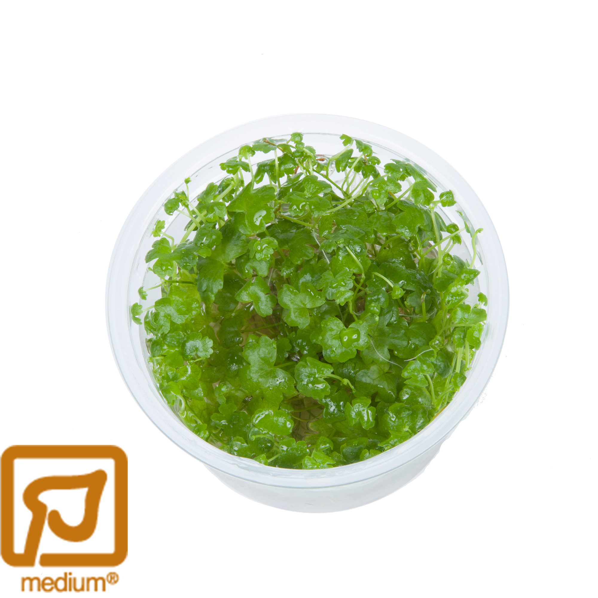 Hydrocotyle tripartita 1-2-Grow!