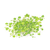 Hydrocotyle tripartita 1-2-Grow!