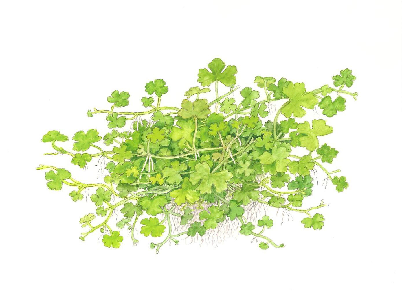 Hydrocotyle tripartita 1-2-Grow!