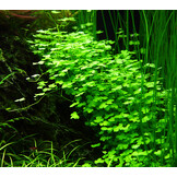 Hydrocotyle tripartita 1-2-Grow!