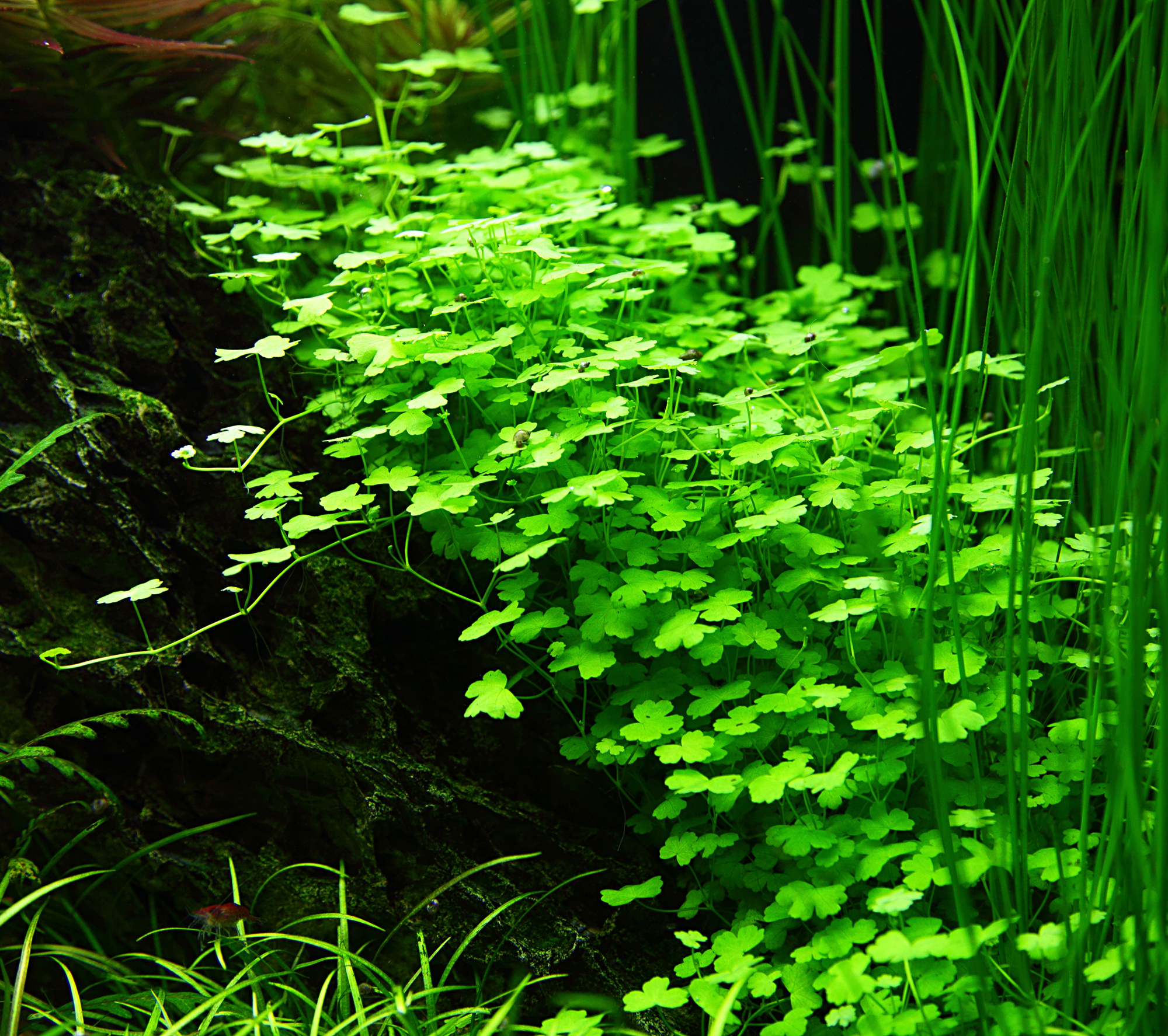 Hydrocotyle tripartita 1-2-Grow!