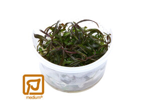 Hygrophila lancea Araguaia - 1-2-Grow!