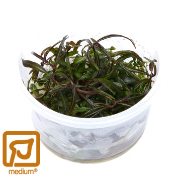 Tropica Hygrophila lancea Araguaia - 1-2-Grow!