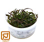 Hygrophila lancea Araguaia  - 1-2-Grow!