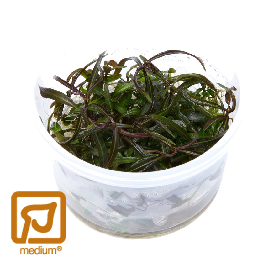 Hygrophila lancea Araguaia  - 1-2-Grow!