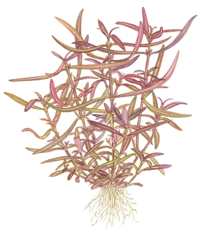 Hygrophila lancea Araguaia  - 1-2-Grow!