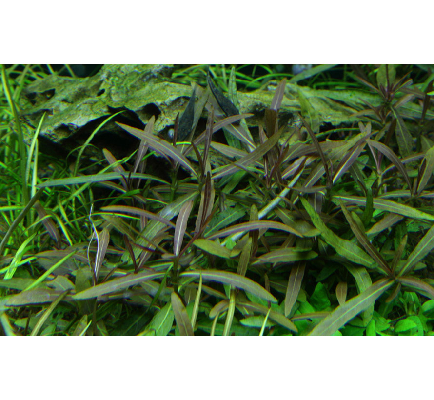 Hygrophila lancea Araguaia  - 1-2-Grow!