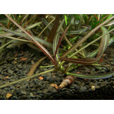 Hygrophila lancea Araguaia  - 1-2-Grow!