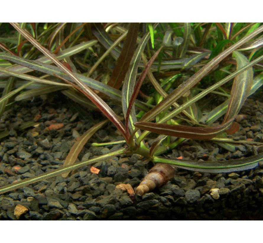 Hygrophila lancea Araguaia  - 1-2-Grow!