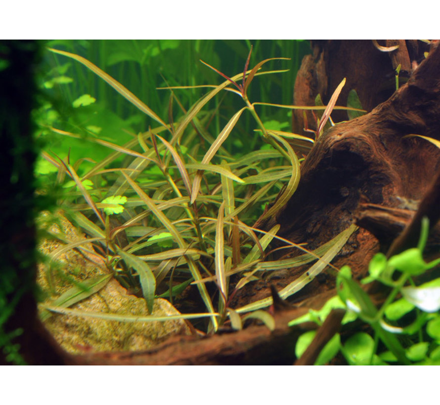 Hygrophila lancea Araguaia  - 1-2-Grow!