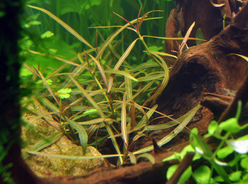 Hygrophila lancea Araguaia  - 1-2-Grow!