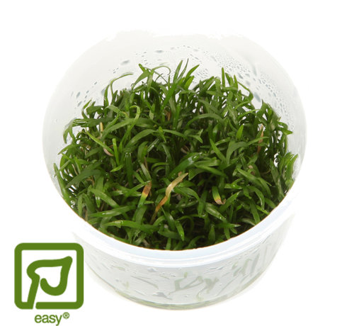 Tropica Lilaeopsis brasiliensis - 1-2-Grow!