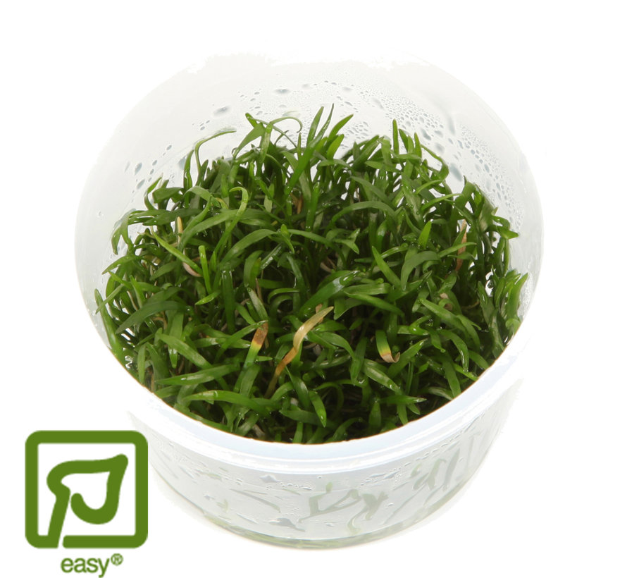 Lilaeopsis brasiliensis - 1-2-Grow!